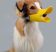Duck beak-shaped muzzle for dogs. S-size 
